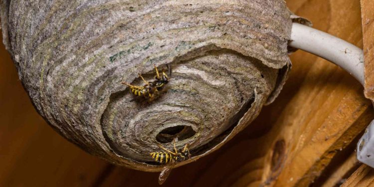 Ilustrasi Gambar Tawon