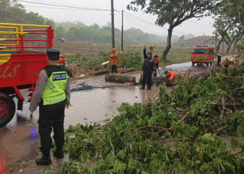 Petugas Gabungan sedang melakukan evakuasi pohon tumbang di Gunungkidul