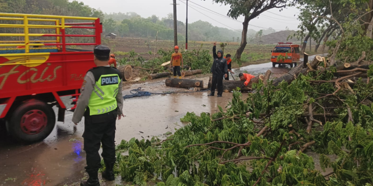 Petugas Gabungan sedang melakukan evakuasi pohon tumbang di Gunungkidul