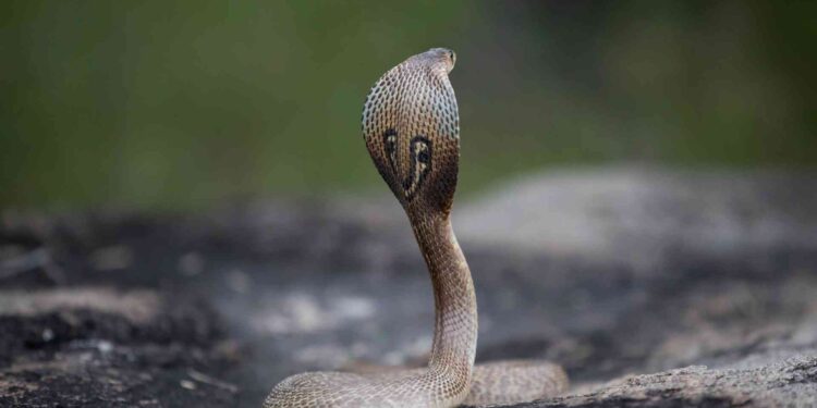 Cara Mengusir Ular Kobra