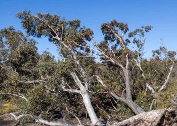 Ilustrasi gambar pohon tumbang