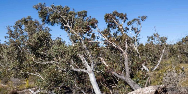 Ilustrasi gambar pohon tumbang