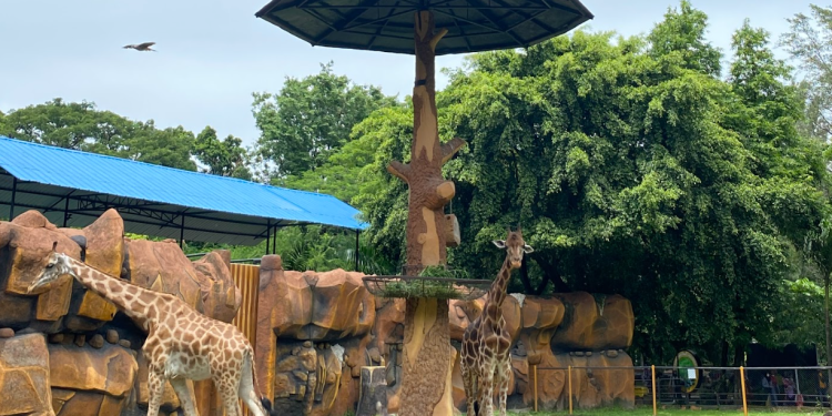 tiket kebun binatang surabaya