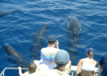 Catamaran chartering