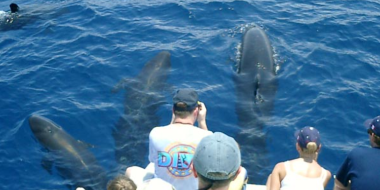 Catamaran chartering