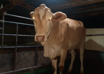 Sapi betina putih tanpa tanduk yang berhasil diamankan oleh Polsek Dlingo sebagai barang bukti dalam kasus pencurian sapi di Dlingo