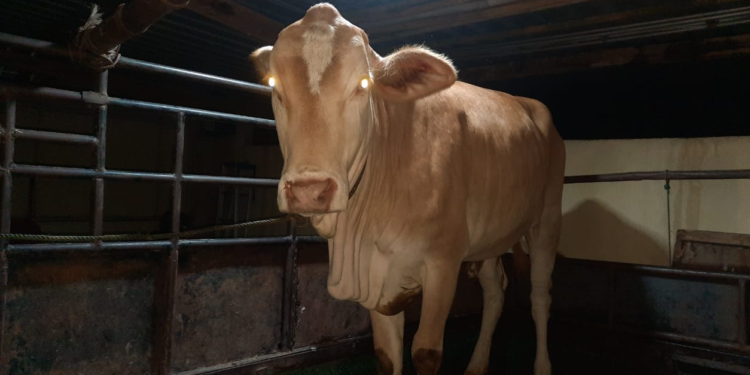 Sapi betina putih tanpa tanduk yang berhasil diamankan oleh Polsek Dlingo sebagai barang bukti dalam kasus pencurian sapi di Dlingo