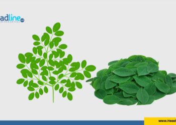 Kandungan yang ada di Daun Kelor