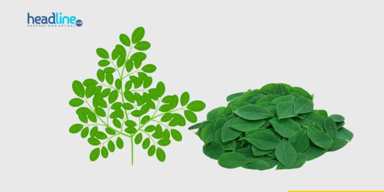 Kandungan yang ada di Daun Kelor