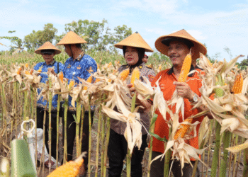 Polres Bantul Panen Jagung Perdana