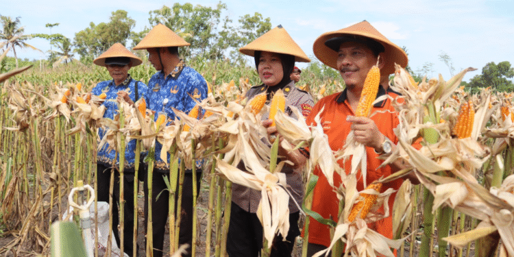 Polres Bantul Panen Jagung Perdana