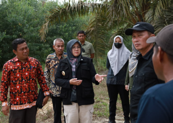 Bupati Siak Afni bersama Camat dan Penghulu Kampung Olak, Sungai Mandau tinjau lahan yang akan dijadikan pola kemitraan kampung Olak dengan perusahaan