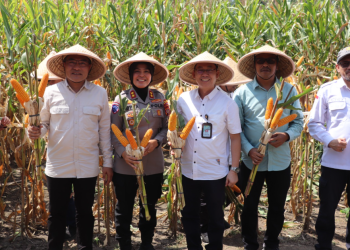 Panen Jagung di Bantul