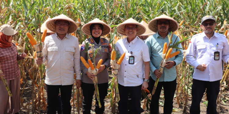 Panen Jagung di Bantul