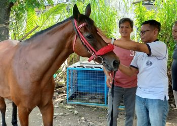 Membaca Bahasa Tubuh Kuda: Komunitas Kekandhangan Banyuraden Gelar Pelatihan Unik demi Keselamatan Kirab