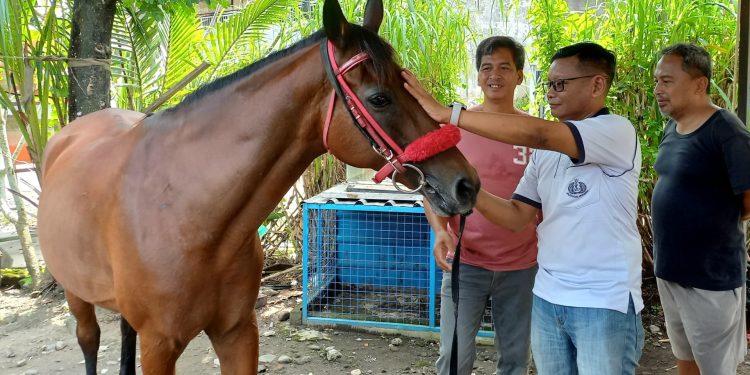 Membaca Bahasa Tubuh Kuda: Komunitas Kekandhangan Banyuraden Gelar Pelatihan Unik demi Keselamatan Kirab
