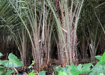 Salak Sleman Bertahan di Tengah Terjangan Zaman: Ketekunan Petani Menjaga Warisan Rasa