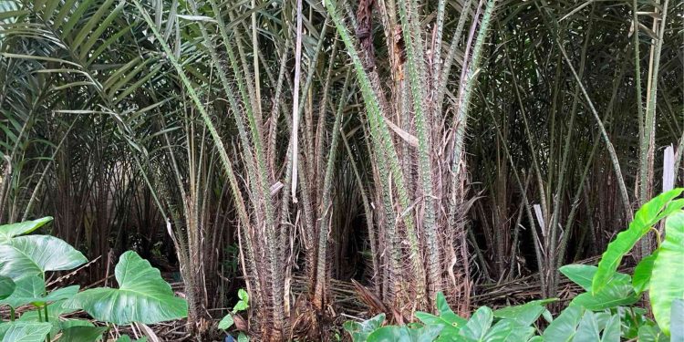 Salak Sleman Bertahan di Tengah Terjangan Zaman: Ketekunan Petani Menjaga Warisan Rasa