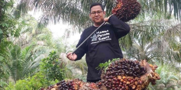 Harga TBS Sawit Swadaya Riau Turun, Usia 9 Tahun Paling Terdampak
