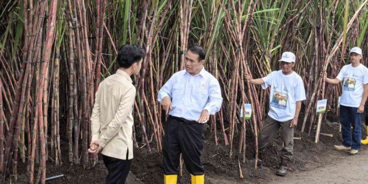 Menuju Swasembada Gula: Pemerintah Gas Pol dari Hulu ke Hilir, Target 2027 Jadi Tonggak Baru