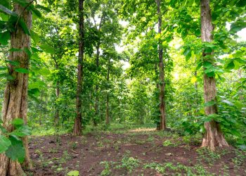 ilustrasi gambar pohon jati