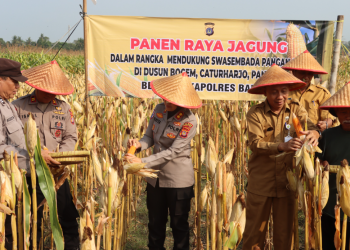 Kapolres Bantul AKBP Novita Eka Sari bersama jajaran Polres Bantul dan pejabat Dinas Pertanian memanen jagung di Dusun Bogem, Kalurahan Caturharjo, Kapanewon Pandak