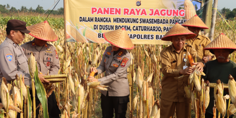 Kapolres Bantul AKBP Novita Eka Sari bersama jajaran Polres Bantul dan pejabat Dinas Pertanian memanen jagung di Dusun Bogem, Kalurahan Caturharjo, Kapanewon Pandak