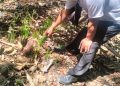 Seorang warga menunjukkan bekas tebangan pohon sonokeling yang diduga dicuri di Dusun Jambon, Argosari, Sedayu
