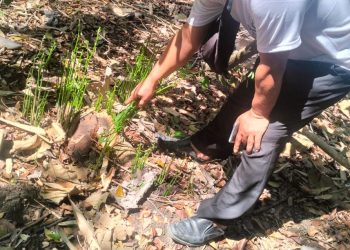 Seorang warga menunjukkan bekas tebangan pohon sonokeling yang diduga dicuri di Dusun Jambon, Argosari, Sedayu