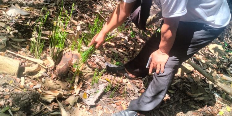 Seorang warga menunjukkan bekas tebangan pohon sonokeling yang diduga dicuri di Dusun Jambon, Argosari, Sedayu