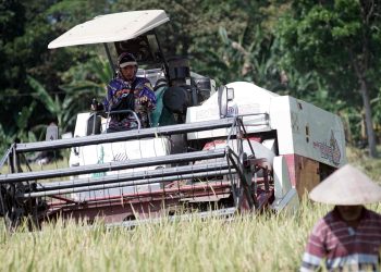Agrinas Pangan Nusantara: Babak Baru BUMN untuk Kedaulatan Pangan Nasional