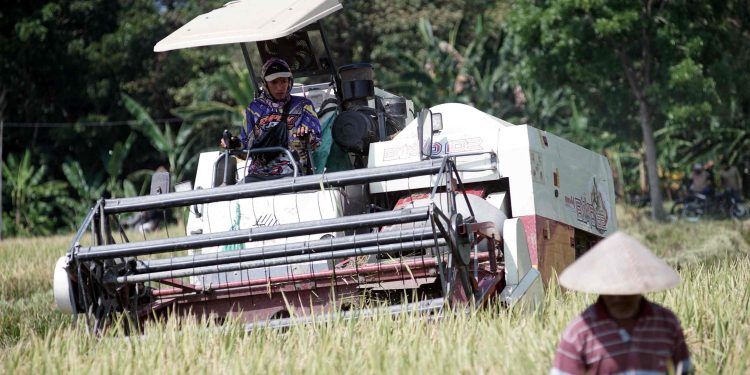 Agrinas Pangan Nusantara: Babak Baru BUMN untuk Kedaulatan Pangan Nasional