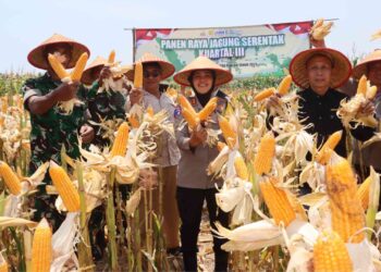 Kapolres Bantul Panen Raya Jagung di Srandakan Bukti Komitmen Polri Dukung Ketahanan Pangan