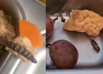 Penampakan ulat dan jangkrik pada lauk MBG di SMPN 2 Sewon, Bantul