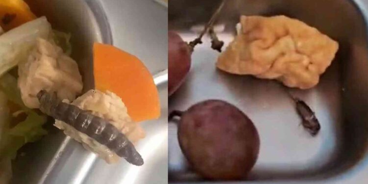 Penampakan ulat dan jangkrik pada lauk MBG di SMPN 2 Sewon, Bantul