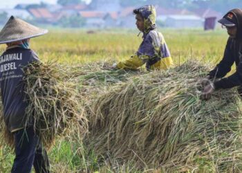 Pemerintah Perkuat Intervensi Pasar untuk Kendalikan Harga Beras di 214 Daerah