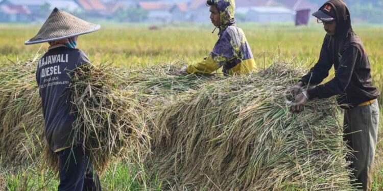 Pemerintah Perkuat Intervensi Pasar untuk Kendalikan Harga Beras di 214 Daerah