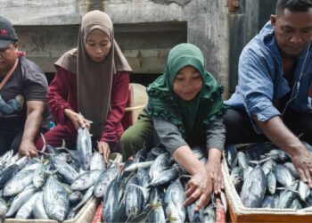Pedagang memilih ikan yang akan dibeli di Pelabuhan Perikanan Pantai Tobelo, Kabupaten Halmahera Utara, Maluku Utara, Kamis (28/8/2025). Kementerian Kelautan dan Perikanan menargetkan pembangunan 1.100 Kampung Nelayan Merah Putih secara bertahap hingga 2027, dimana untuk tahap awal pada tahun 2025 akan dibangun 100 kampung sebagai upaya memperkuat ekonomi pesisir dan sektor kelautan nasional. (ANTARA FOTO/Fakhri Hermansyah/bar)