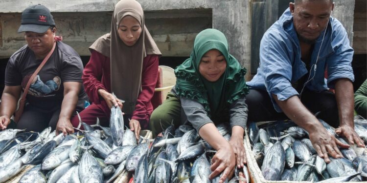Pedagang memilih ikan yang akan dibeli di Pelabuhan Perikanan Pantai Tobelo, Kabupaten Halmahera Utara, Maluku Utara, Kamis (28/8/2025). Kementerian Kelautan dan Perikanan menargetkan pembangunan 1.100 Kampung Nelayan Merah Putih secara bertahap hingga 2027, dimana untuk tahap awal pada tahun 2025 akan dibangun 100 kampung sebagai upaya memperkuat ekonomi pesisir dan sektor kelautan nasional. (ANTARA FOTO/Fakhri Hermansyah/bar)