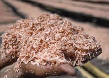 Pemerintah Komitmen Lindungi Masyarakat dan Industri Udang Nasional : Foto: ANTARA