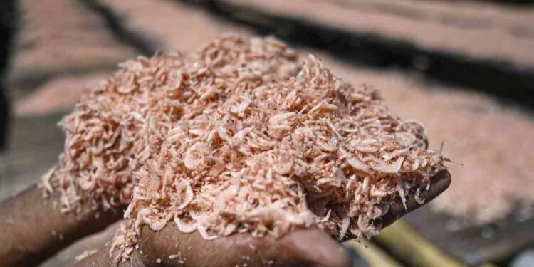 Pemerintah Komitmen Lindungi Masyarakat dan Industri Udang Nasional : Foto: ANTARA