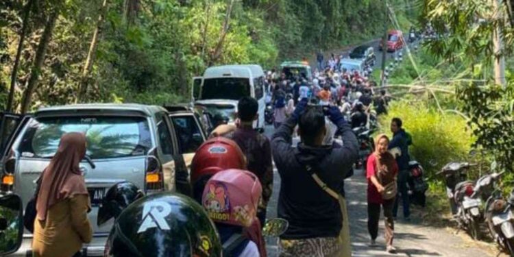 Kondisi Pohon Tumbang menimpa seorang pengendara di Jalan Dekso–Samigaluh Kulon Progo