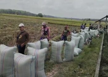 Ilustrasi sejumlah petani sedang mengumpulkan hasil panen raya untuk didistribusikan ke penggilingan padi. (Foto: Humas Kementan)