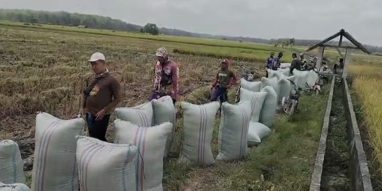 Ilustrasi sejumlah petani sedang mengumpulkan hasil panen raya untuk didistribusikan ke penggilingan padi. (Foto: Humas Kementan)