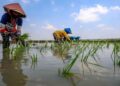 Sejumlah petani menanam padi di Jatikalen, Nganjuk, Jawa Timur, Jumat (26/9/2025). Sejumlah petani di kawasan itu menanam padi lebih awal akibat musim hujan yang diprediksi BMKG datang lebih awal mulai bulan Oktober guna memastikan produktivitas hasil panen di lahan sawah tadah hujan dapat maksimal. ANTARA FOTO/Muhammad Mada/foc.