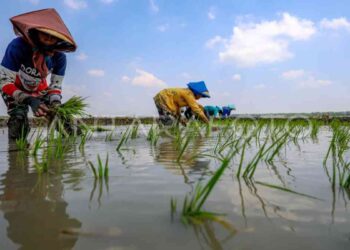 Sejumlah petani menanam padi di Jatikalen, Nganjuk, Jawa Timur, Jumat (26/9/2025). Sejumlah petani di kawasan itu menanam padi lebih awal akibat musim hujan yang diprediksi BMKG datang lebih awal mulai bulan Oktober guna memastikan produktivitas hasil panen di lahan sawah tadah hujan dapat maksimal. ANTARA FOTO/Muhammad Mada/foc.