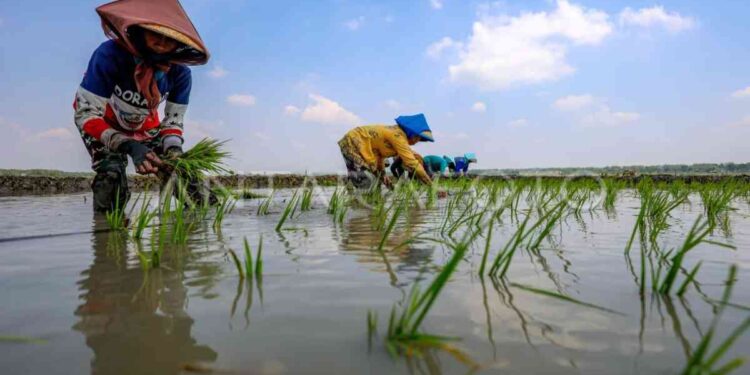 Sejumlah petani menanam padi di Jatikalen, Nganjuk, Jawa Timur, Jumat (26/9/2025). Sejumlah petani di kawasan itu menanam padi lebih awal akibat musim hujan yang diprediksi BMKG datang lebih awal mulai bulan Oktober guna memastikan produktivitas hasil panen di lahan sawah tadah hujan dapat maksimal. ANTARA FOTO/Muhammad Mada/foc.