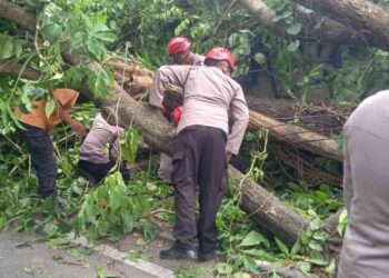 Petugas Kepolisian Melakukan Evakuasi Korban Tertimpa Pohon di Sleman
