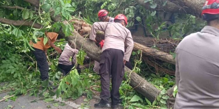 Petugas Kepolisian Melakukan Evakuasi Korban Tertimpa Pohon di Sleman