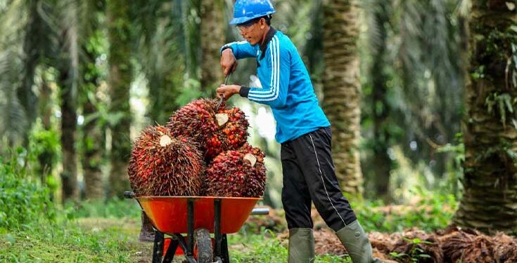 Tim Ekspedisi Patriot UGM Lakukan Penelitian di Kawasan Transmigrasi Hialu